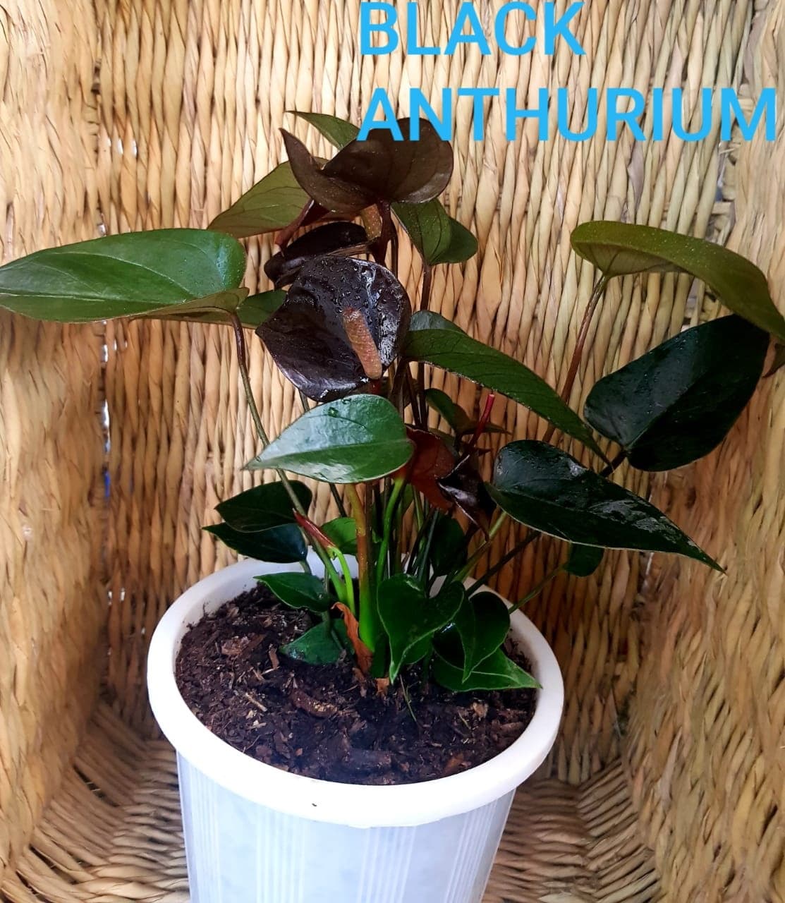 Black Anthurium
