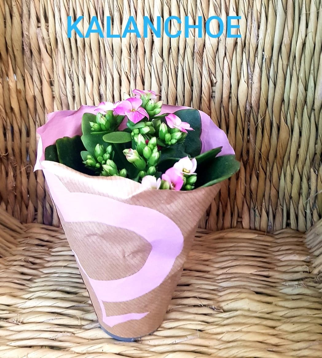 Kalanchoea