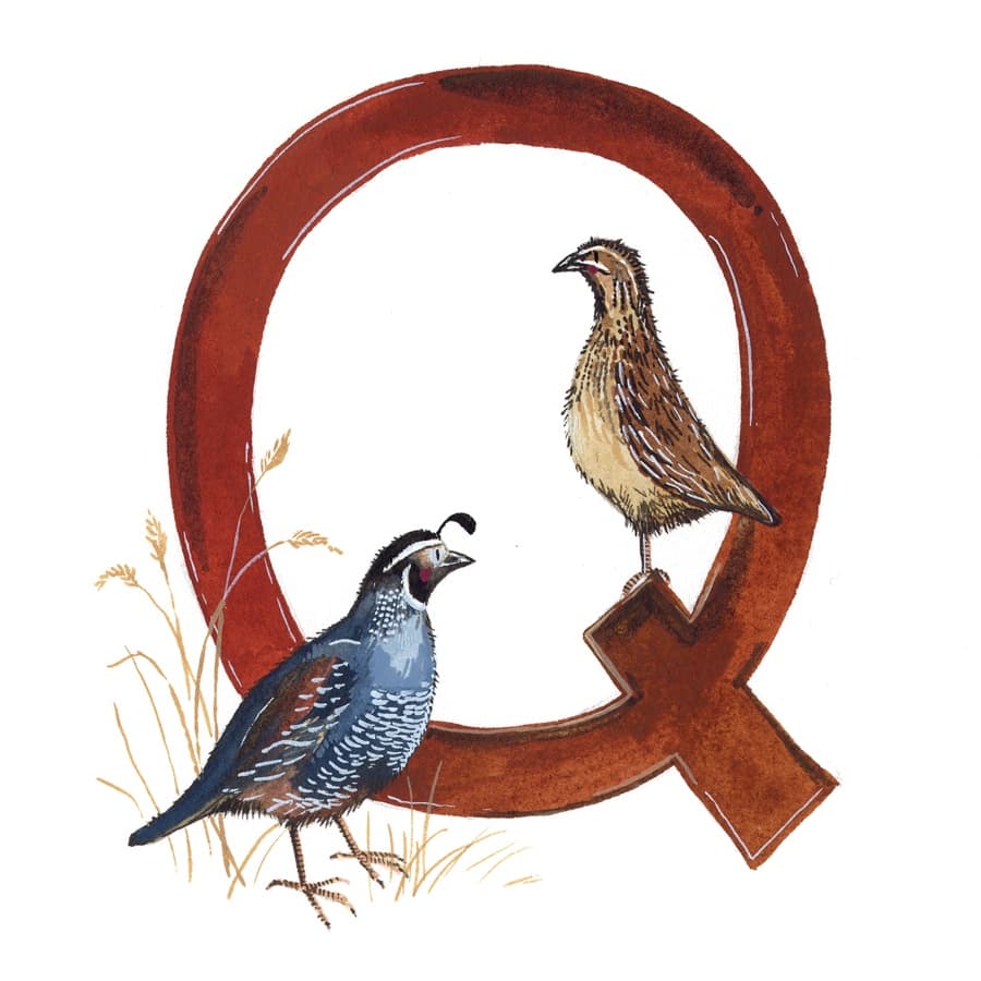 Q Alphabet Tile